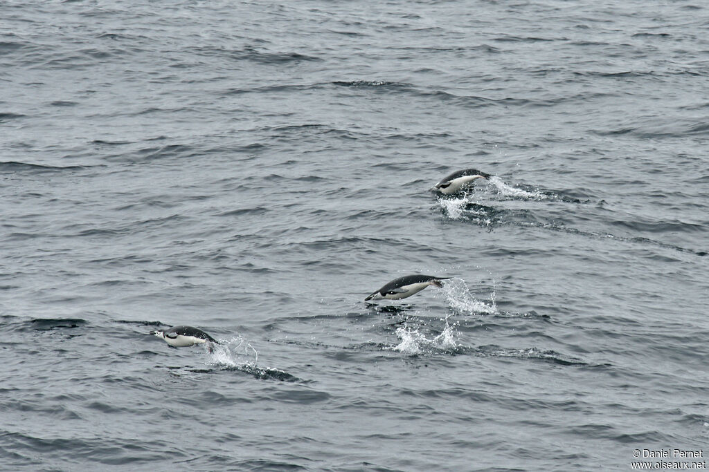 Chinstrap Penguinadult, swimming