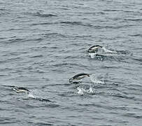 Chinstrap Penguin