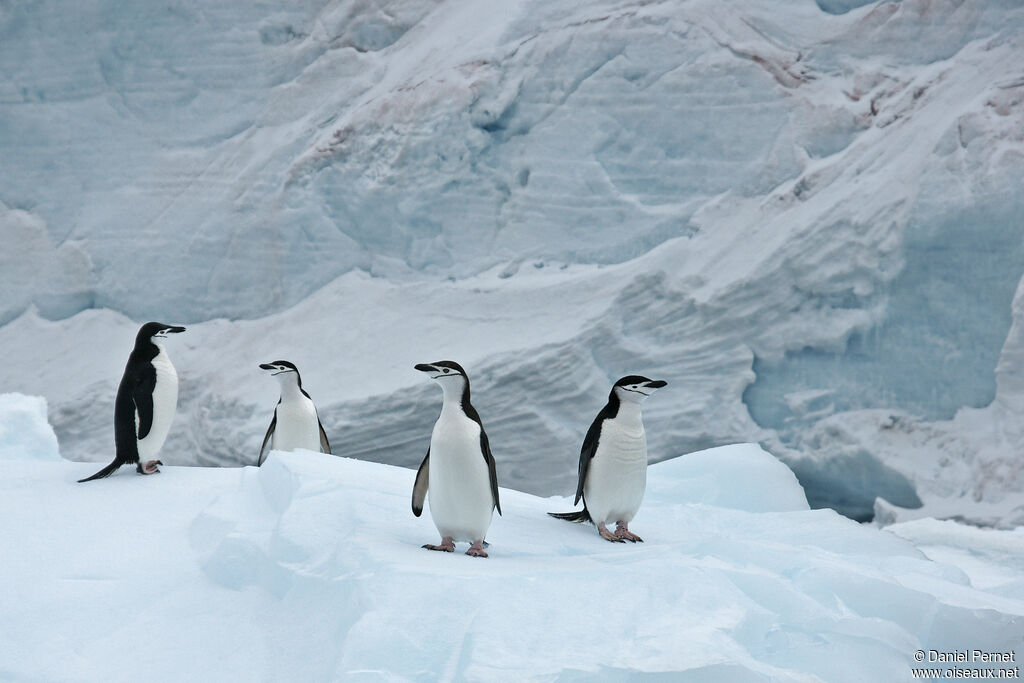 Chinstrap Penguinadult, habitat, walking