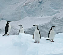 Chinstrap Penguin