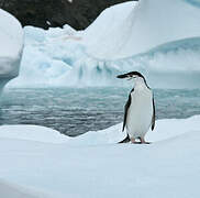 Chinstrap Penguin