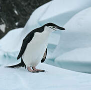 Chinstrap Penguin