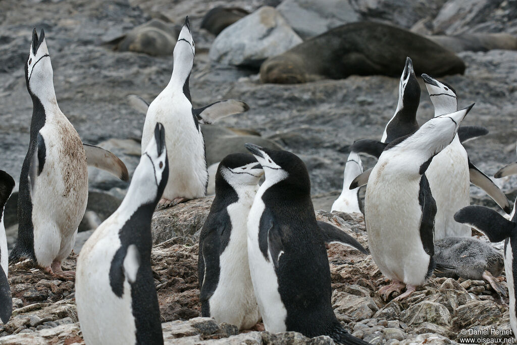 Manchot à jugulaireadulte, habitat, parade