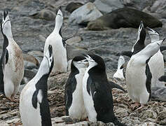 Chinstrap Penguin