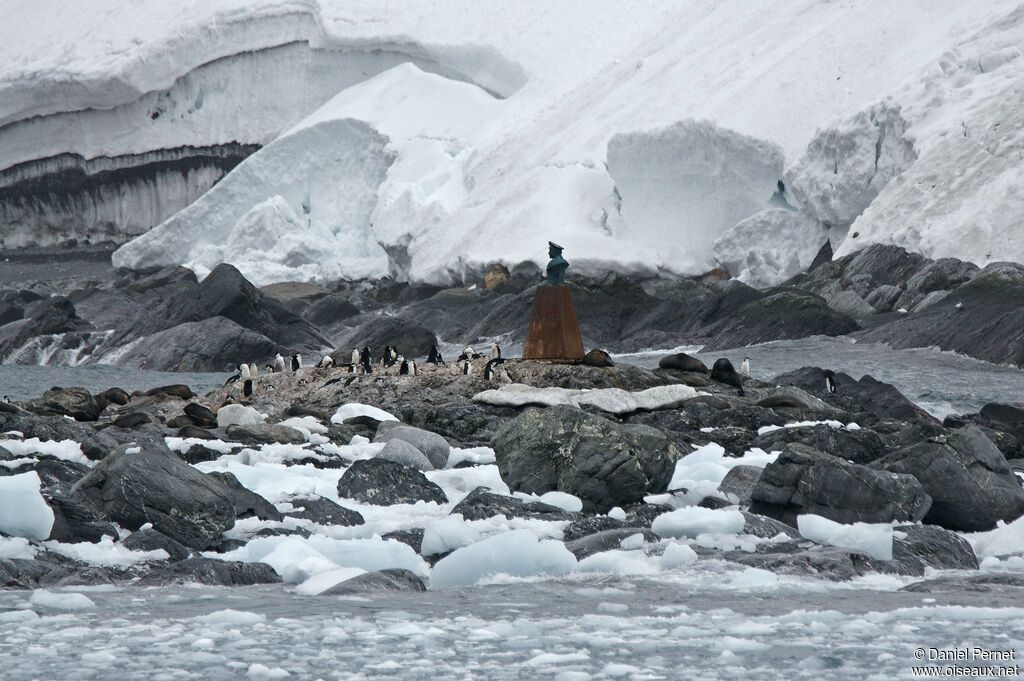 Manchot à jugulaireadulte, habitat