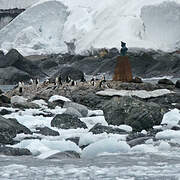 Chinstrap Penguin