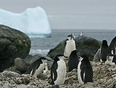 Chinstrap Penguin