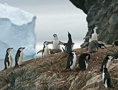 Chinstrap Penguin