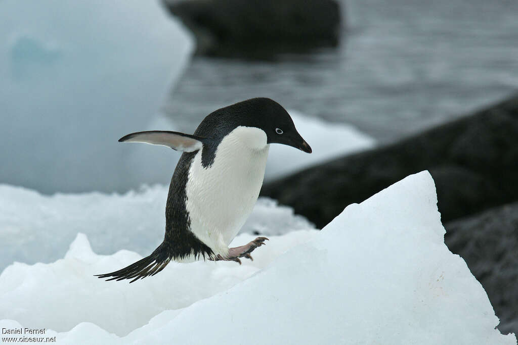 Adelie Penguinadult, Behaviour