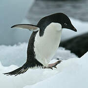 Adelie Penguin