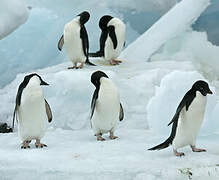 Adelie Penguin