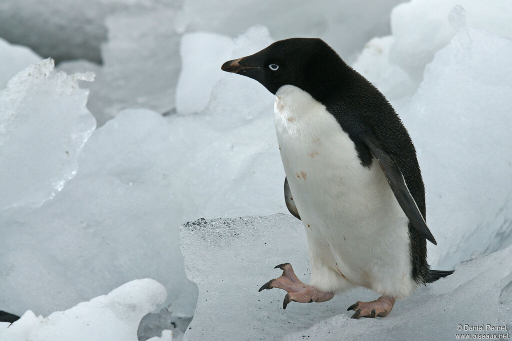 Adelie Penguinadult, habitat, walking