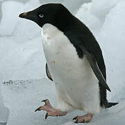 Adelie Penguin