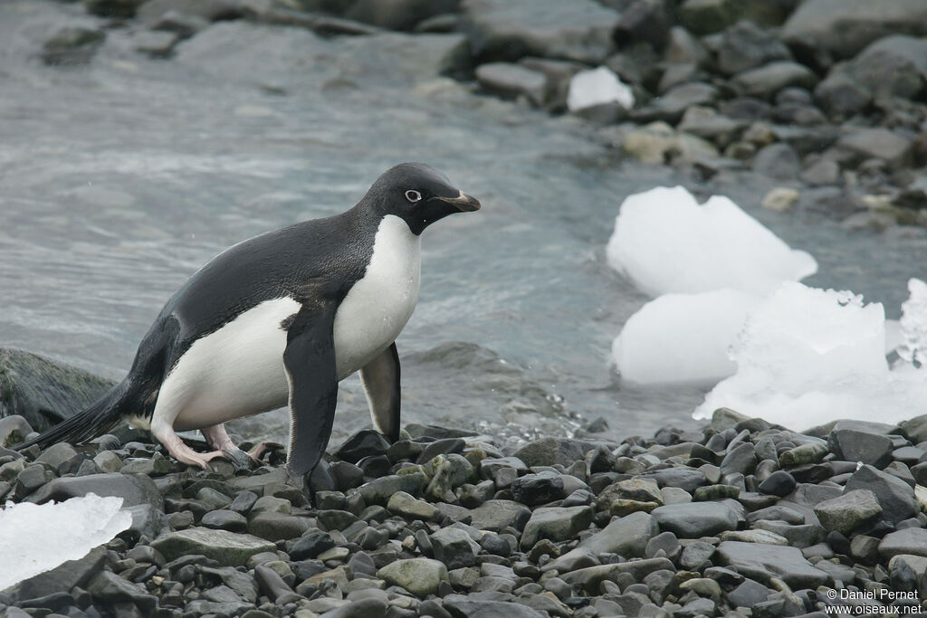 Adelie Penguinadult, habitat, walking