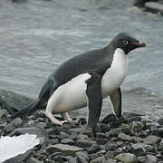 Adelie Penguin