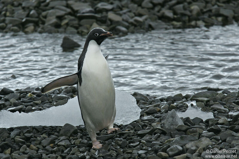 Adelie Penguin, habitat, walking
