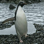 Adelie Penguin