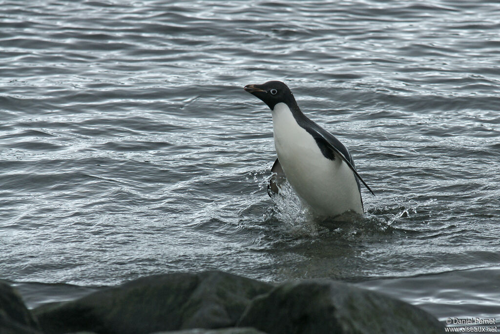 Adelie Penguinadult, habitat, walking