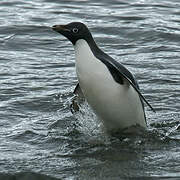 Adelie Penguin