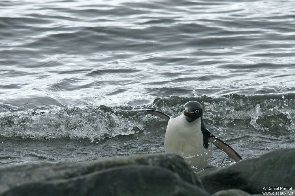 Adelie Penguin, habitat