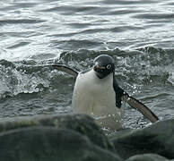 Adelie Penguin