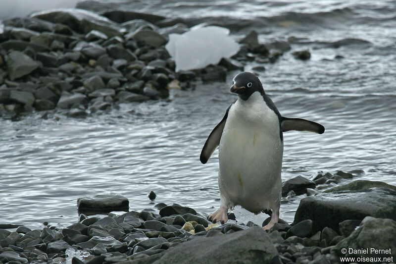Adelie Penguinadult, habitat, walking