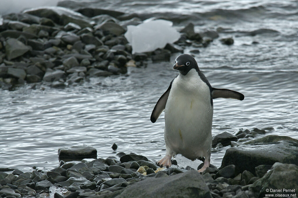 Adelie Penguinadult, habitat, walking