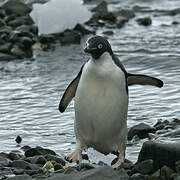 Adelie Penguin