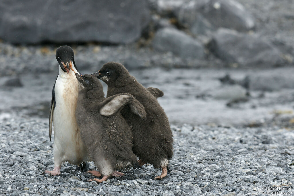 Adelie Penguin, eats