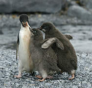 Adelie Penguin