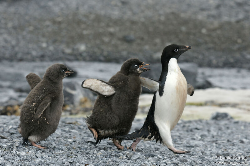 Adelie Penguin, walking, eats