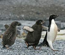 Adelie Penguin