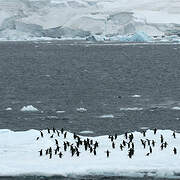 Adelie Penguin