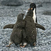 Adelie Penguin