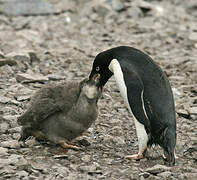 Adelie Penguin