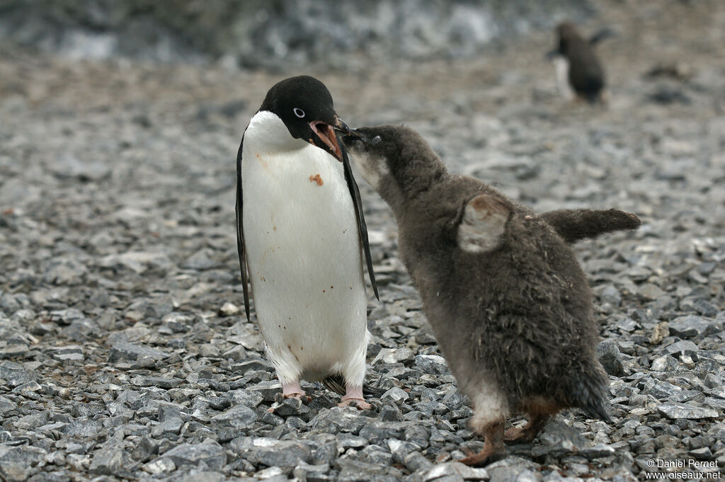 Adelie Penguin, eats