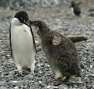 Adelie Penguin