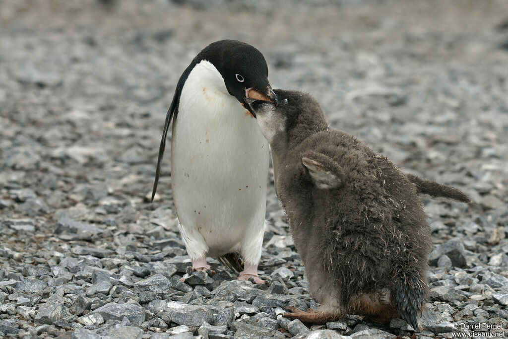 Adelie Penguin, eats