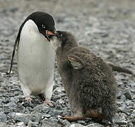 Adelie Penguin