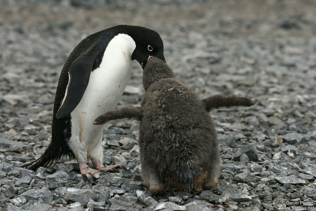 Adelie Penguin, eats