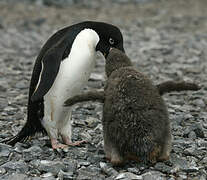 Adelie Penguin