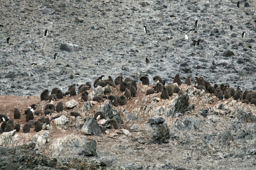 Manchot d'Adéliejuvénile, habitat