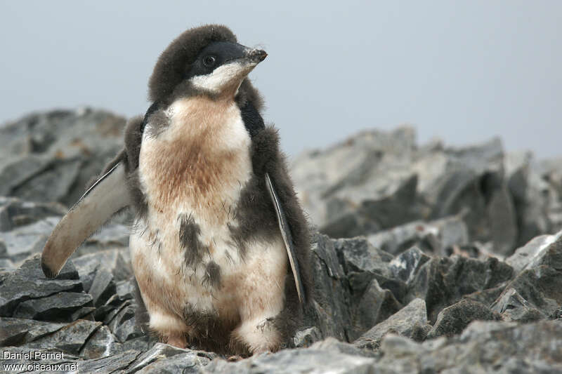 Adelie Penguinjuvenile, identification
