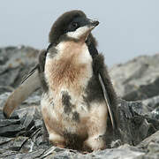 Adelie Penguin