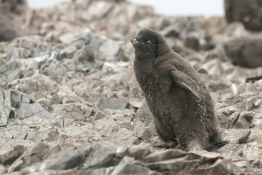 Adelie PenguinPoussin