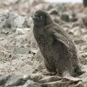 Adelie Penguin