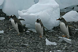 Adelie Penguin