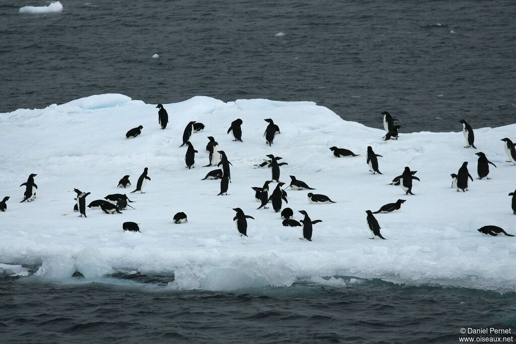 Adelie Penguinadult, habitat, walking