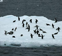 Adelie Penguin