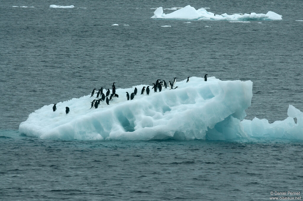 Adelie Penguinadult, habitat, walking